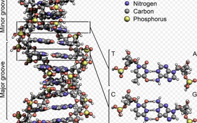 Seeing God in the Tiny Things: DNA